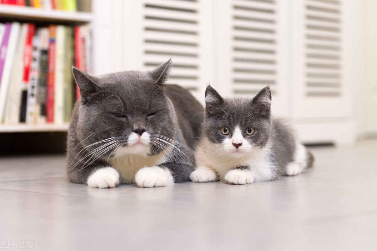 猫咪乱尿尿是报复你吗,猫咪乱尿后会怕主人吗