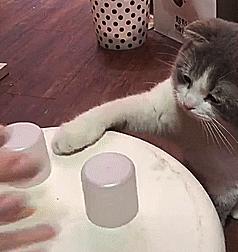 猫咪猜杯子游戏第三关,猫猜杯子游戏