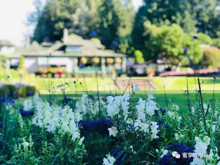 走进爱丽丝梦游仙境,爱丽丝梦游仙境绝美森林