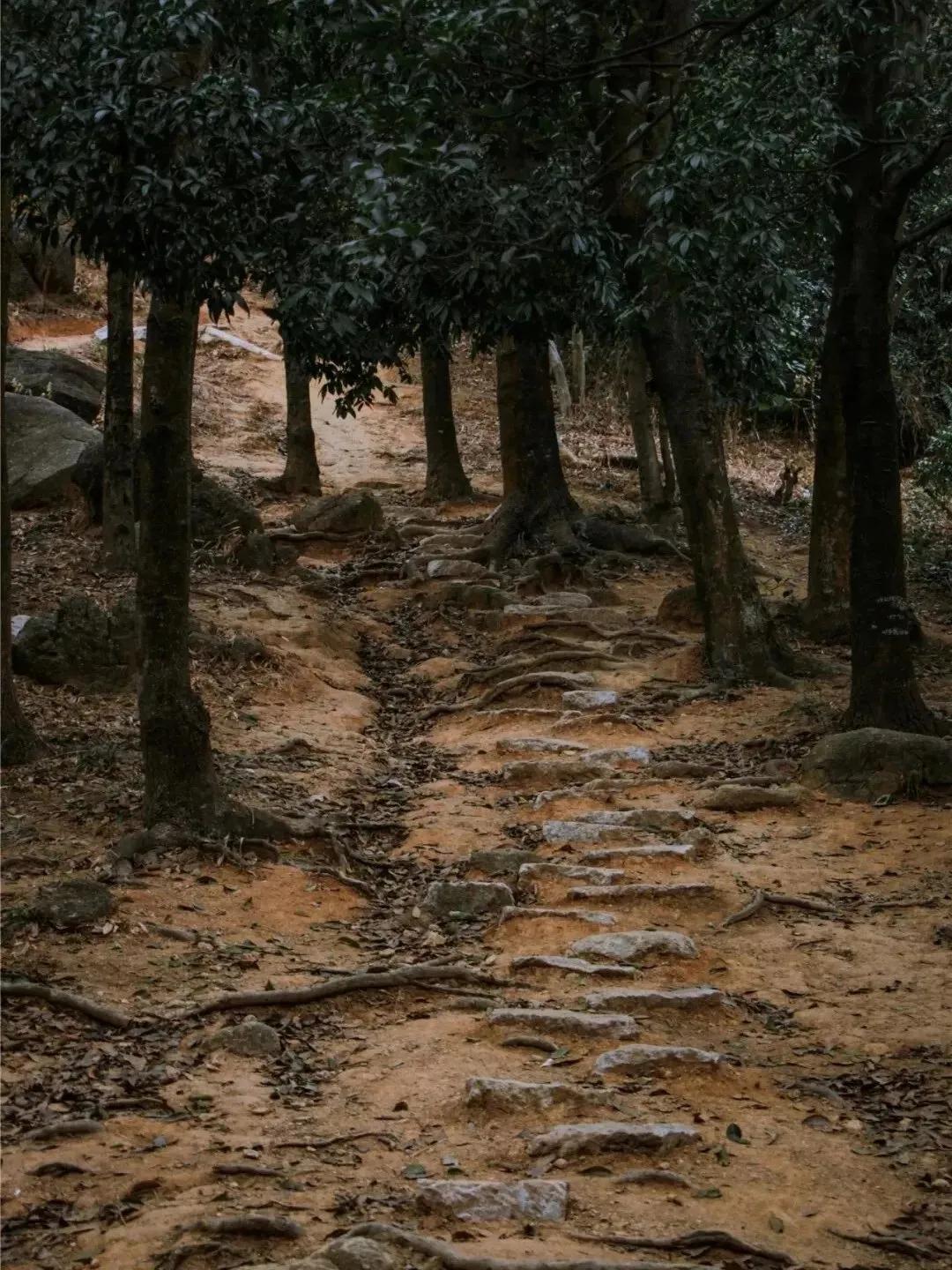 深圳原始登山道视频,深圳首个手工木栈道