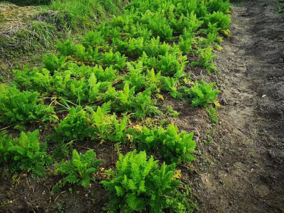 素食餐厅尴尬,素食餐厅为什么总是开不下去