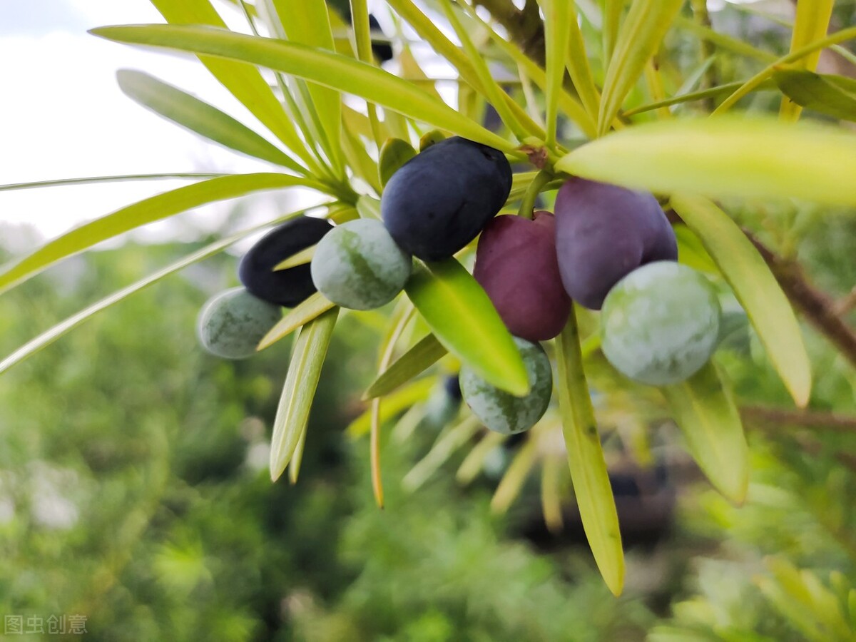 院子里有一片空地适合种什么,院子里有块空地种什么菜