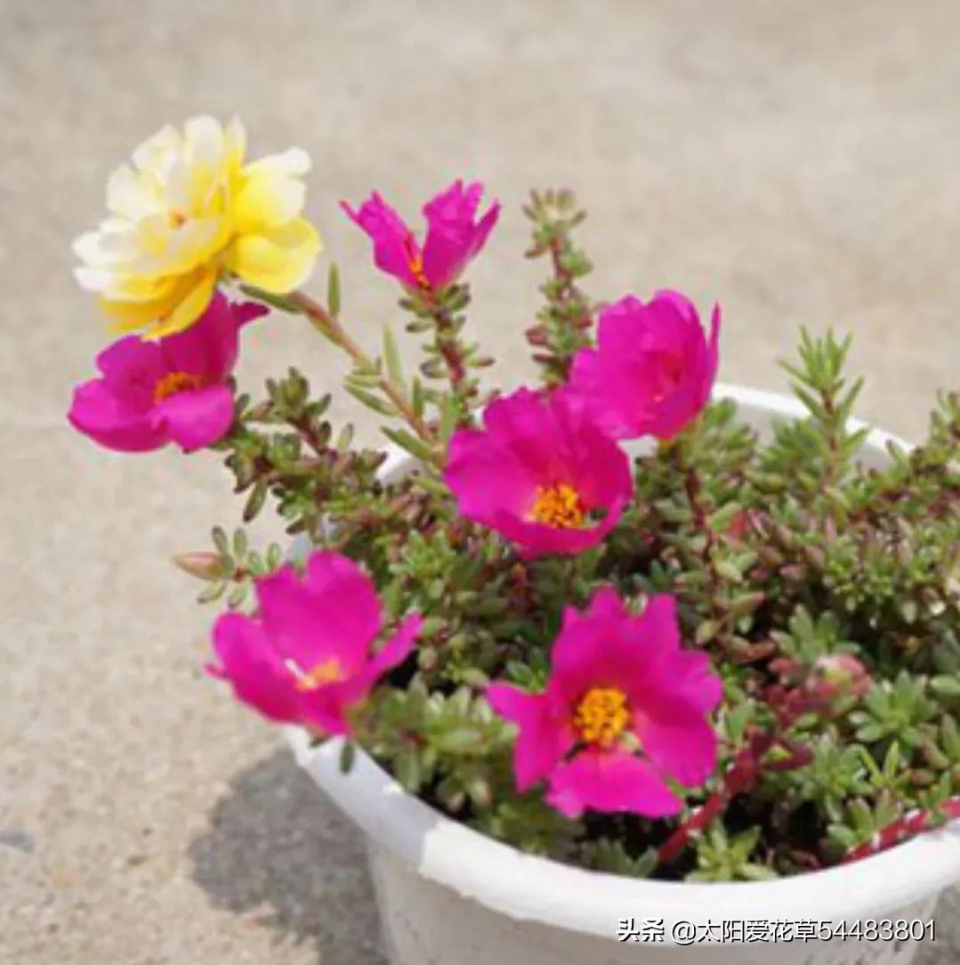 紫米粒多肉是什么样子,紫米粒多肉用什么盆养好