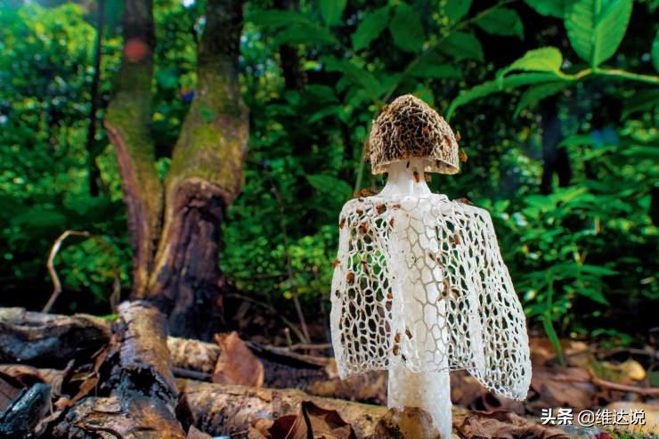 虫草菌是真菌还是僵尸,虫草菌真的可以把人变成僵尸吗