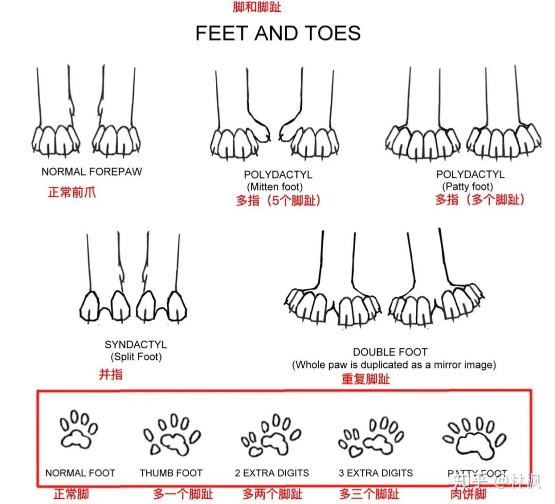 猫咪体型对照表,猫咪体型大全