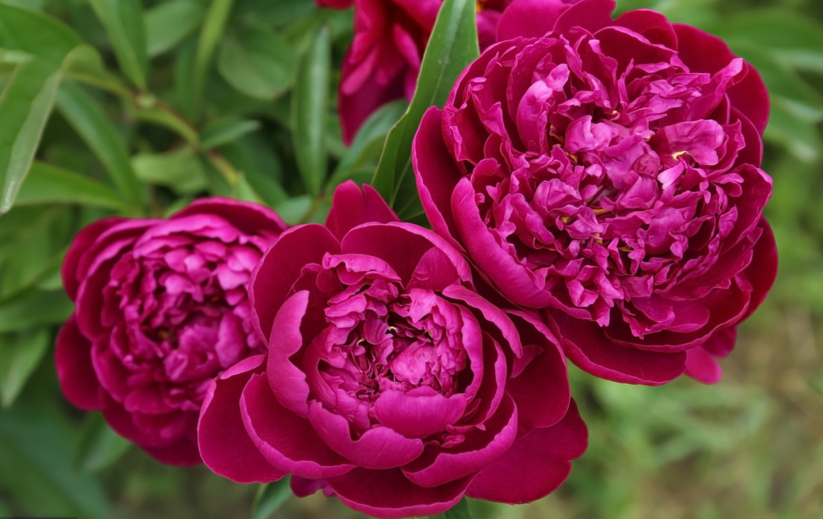 芍药花出芽后该如何养护,芍药花花期长吗怎么养护好