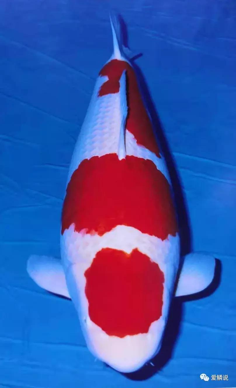 拍卖会有什么拍卖技巧,拍卖会竞拍的技巧