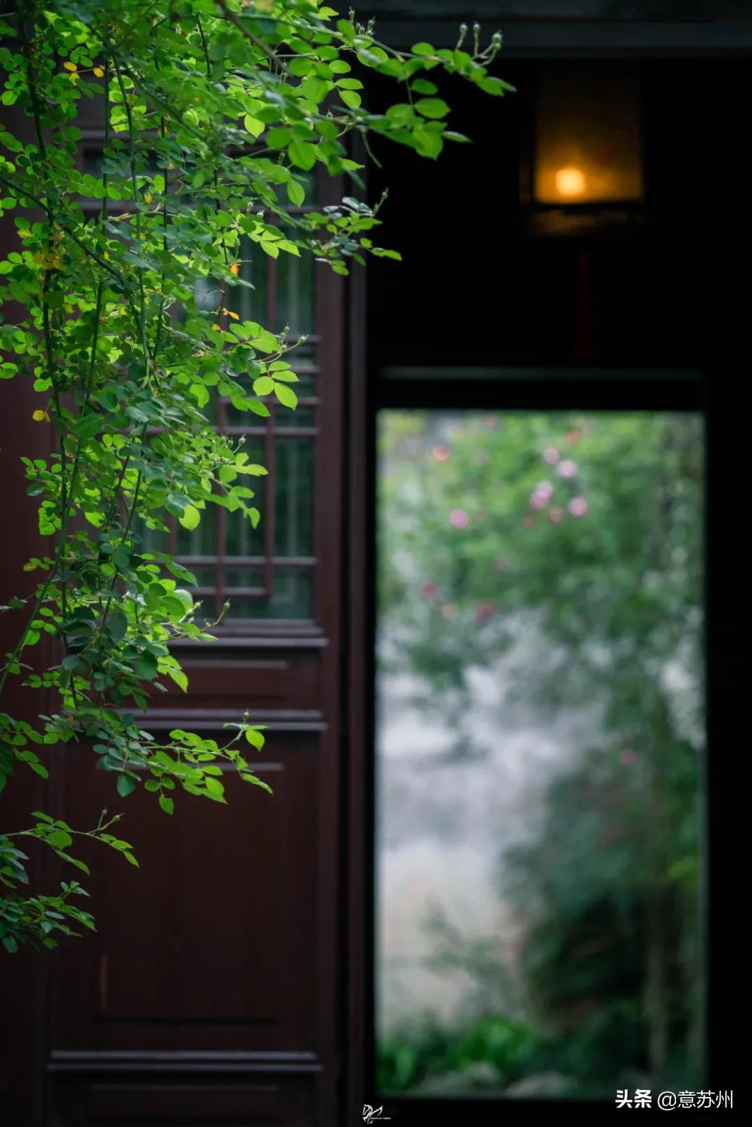 姑苏记艺圃蔷薇,苏州蔷薇艺圃