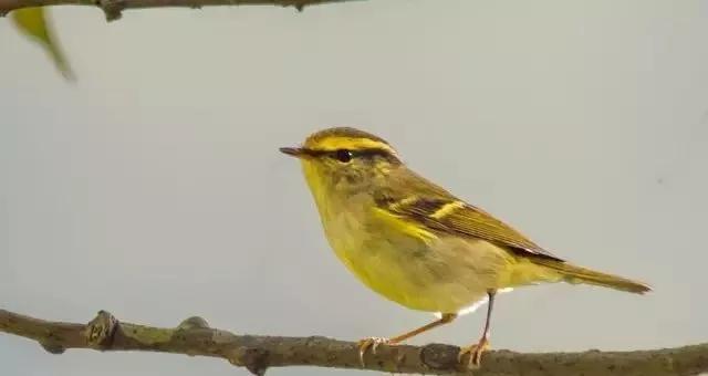 柳莺饲养知识大全