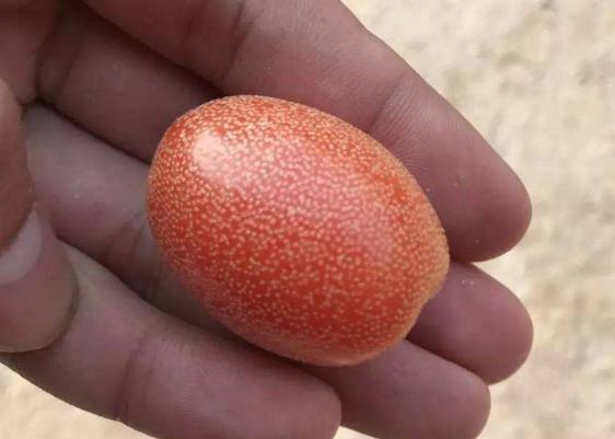 南方这“廉价”水果,1年结果3次,口感酸甜多汁,北方人却吃不起