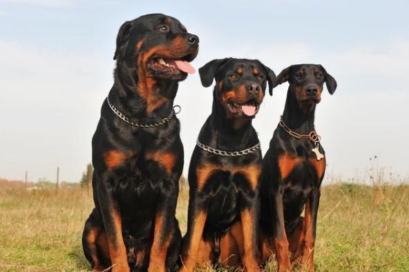 为什么人们无视禁养令，也要养“罗威纳”？也许是因为这6点