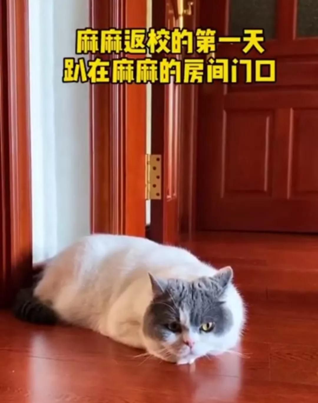 “因为一句话，我家猫在监控前守了一夜，彻夜未眠”