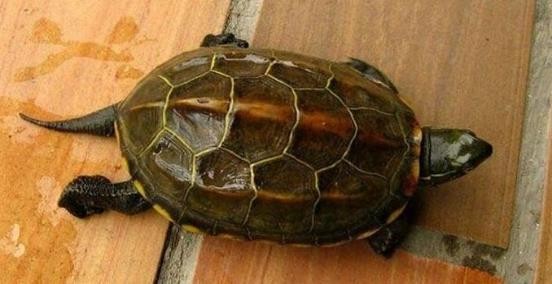 龟类的进化过程图片,龟鳖目动物外形特征