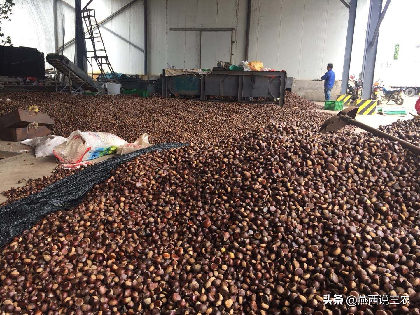 连续3年遇滞销,如今40万斤完全成熟,还未上市却跌成白菜价