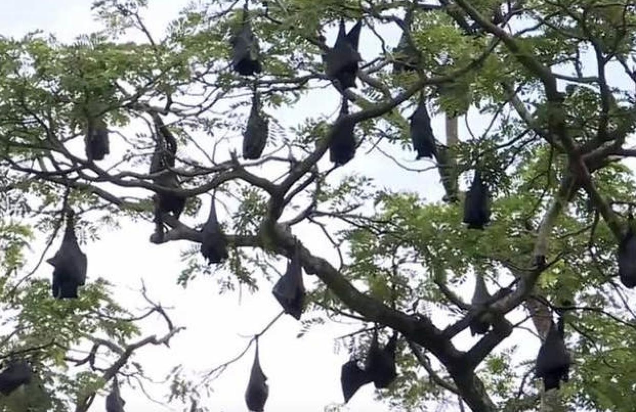 澳大利亚大火导致10亿动物葬身火海，空气污染严重口罩紧俏，大火释放的二氧化碳需一个世纪才能吸收