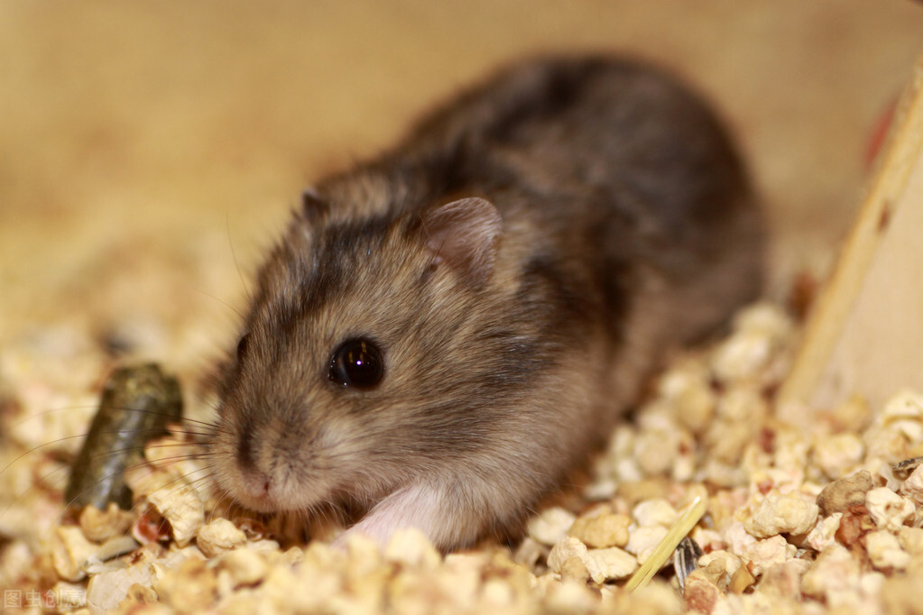 萌宠仓鼠恋爱记,仓鼠萌宠纪录片