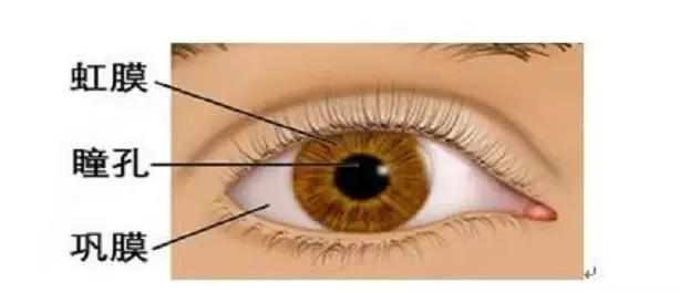 孩子眼白有小黑点是什么原因,儿童眼白有黑点是什么原因