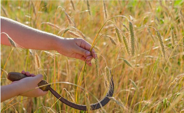 镰刀与锤头是什么意思,镰刀锤头代表什么意思