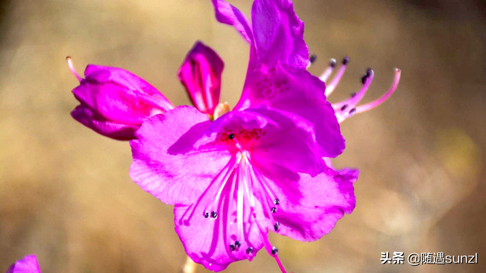 岫岩黄岭子映山红景区简介,岫岩开映山红在哪个地方