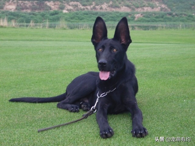 中国黑狼犬警犬,黑狼犬威猛视频