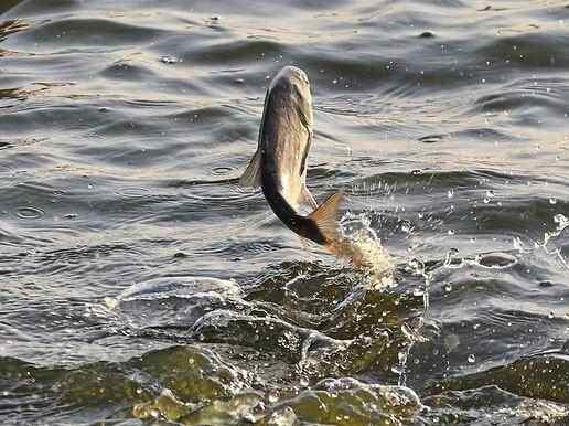 鱼儿进窝,鱼儿进窝里觅食