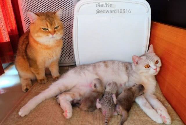 16岁小孩蹲草丛大喊德玛西亚入迷,德玛西亚真人版搞笑段子