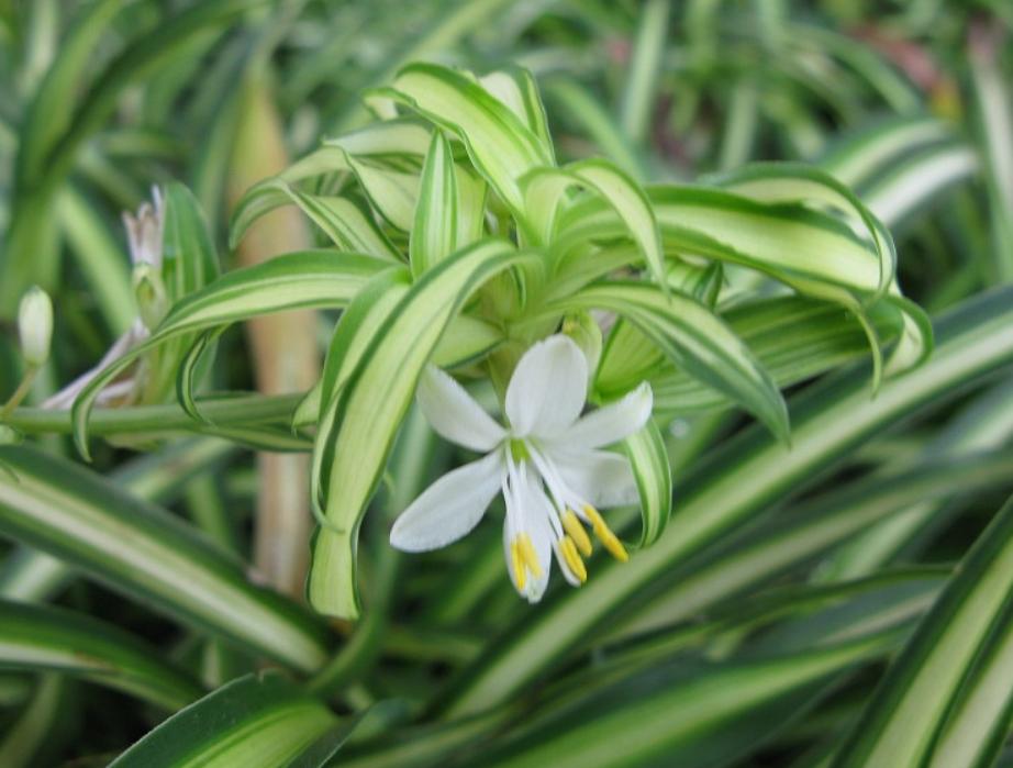 夏季吊兰烂根什么原因,吊兰干尖黄叶怎么办