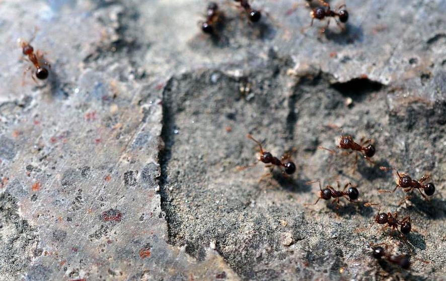 蚂蚁搬家说明下雨了吗,蚂蚁搬家发生在雨前还是雨后