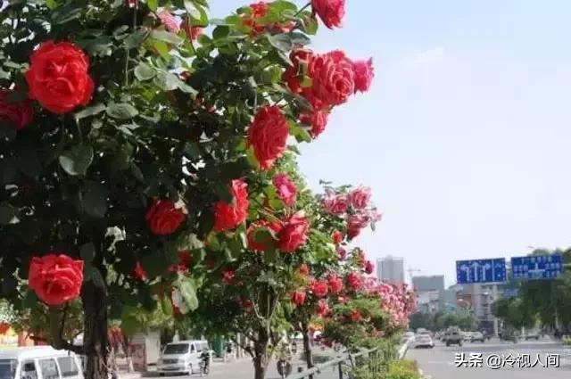 南阳怎样?看完你也会说“中!中!中!”