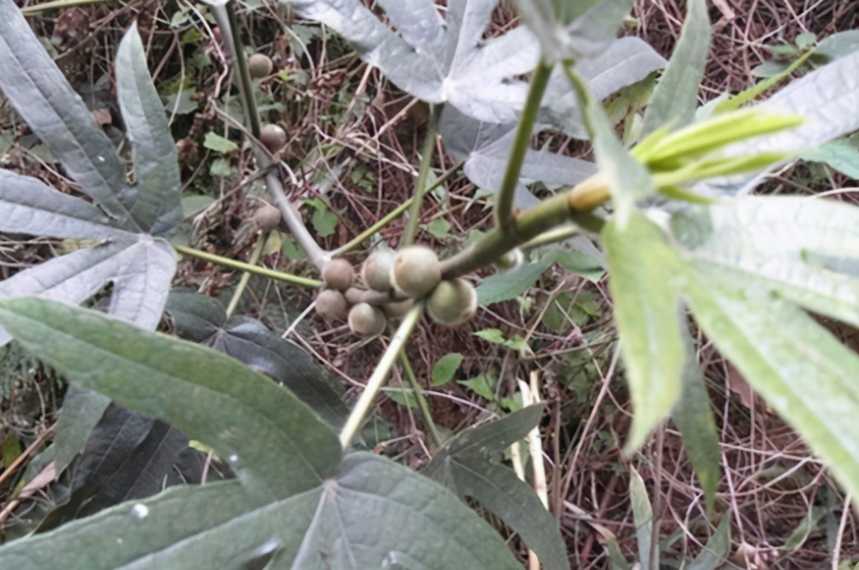 俗称南方野人参,俗称广东人参