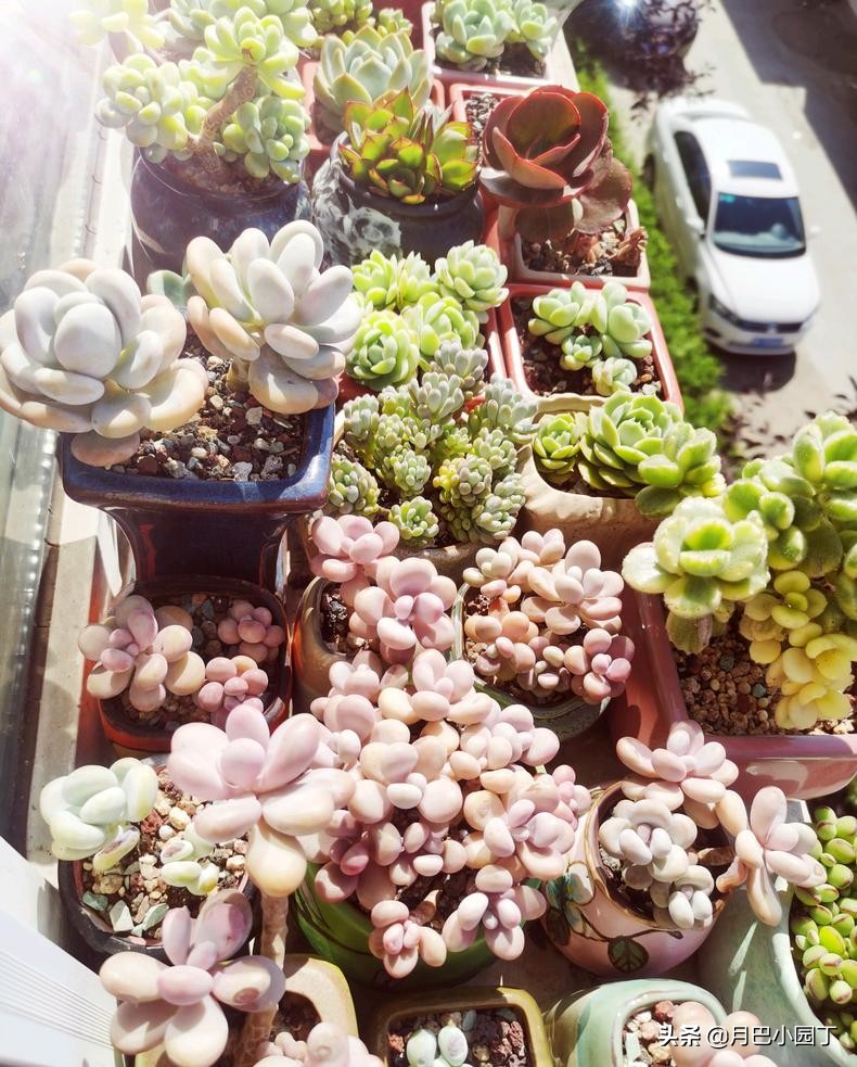 多肉怎么养不长高只长胖,多肉总是长不大爱蔫怎么办