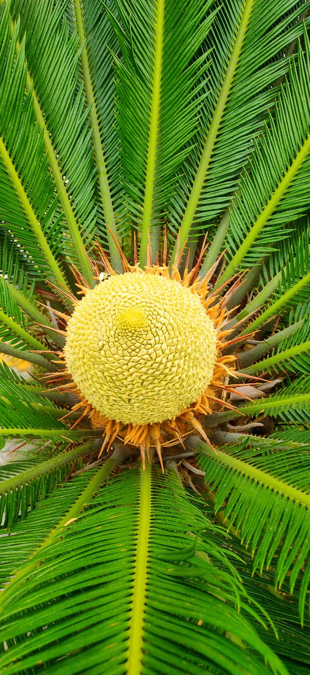 铁树分公铁树母铁树吗,铁树有雄铁树和雌铁树