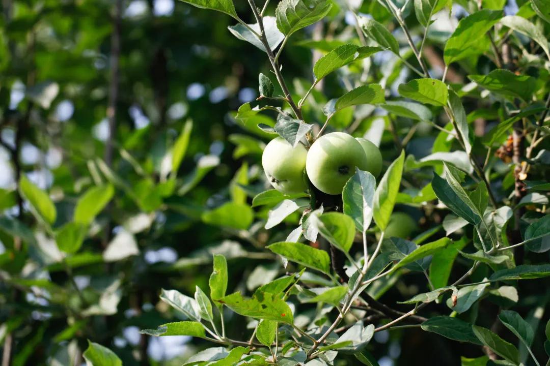 建一座完全不打药的生态花园,所有生命在这里和谐共处,值得收藏