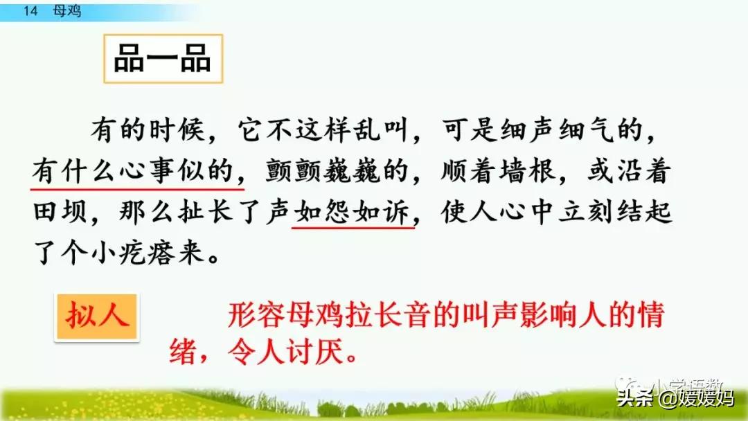 四年级下册第13课小练笔仿写母鸡,四年级下册14课母鸡的预习完整版