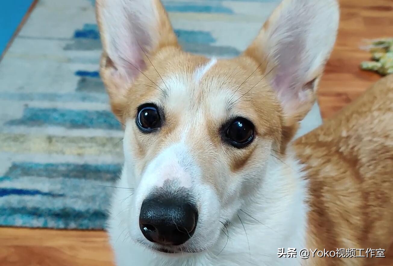 「网购电脑」五条注意事项！拼夕夕百亿补贴靠不靠谱？