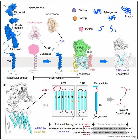 施一公研究团队,施一公团队