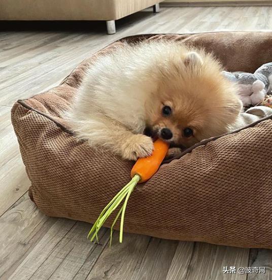 不喂狗会复位吗,不喂狗的下场