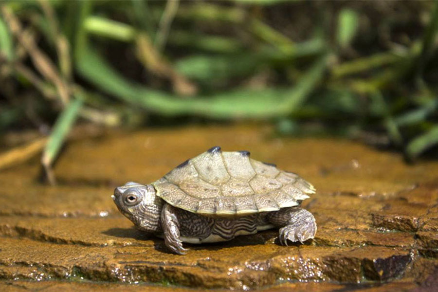 常见龟类疾病大全,乌龟常见疾病与防治方法