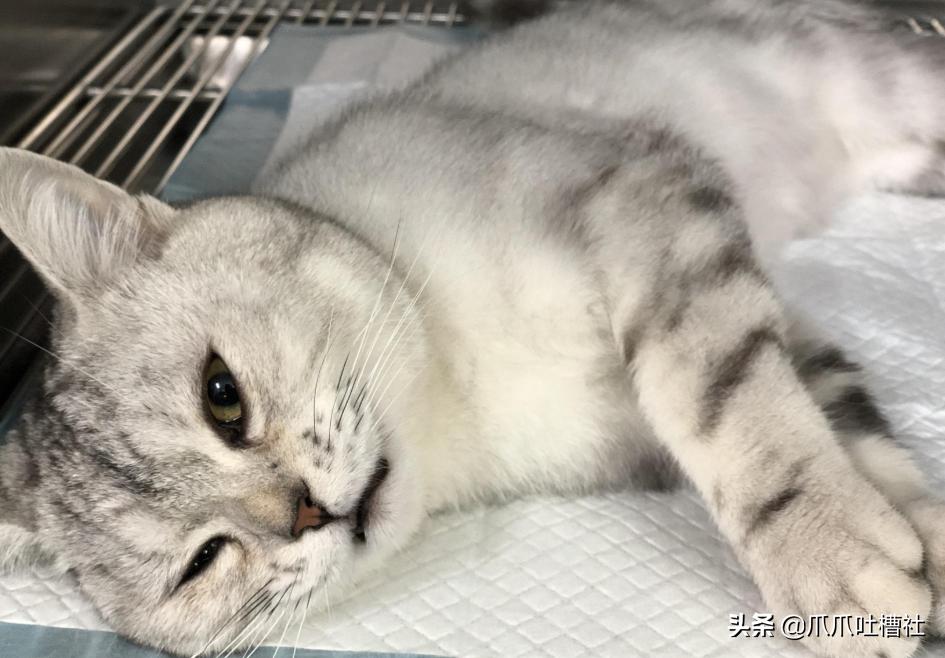 猫咪得了糖尿病，怎么办？给它喝点“糖盐水”