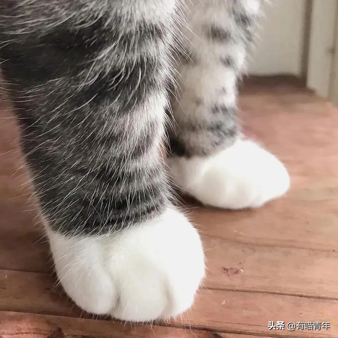 俄罗斯猫敢惹吗,俄罗斯猫有多凶猛