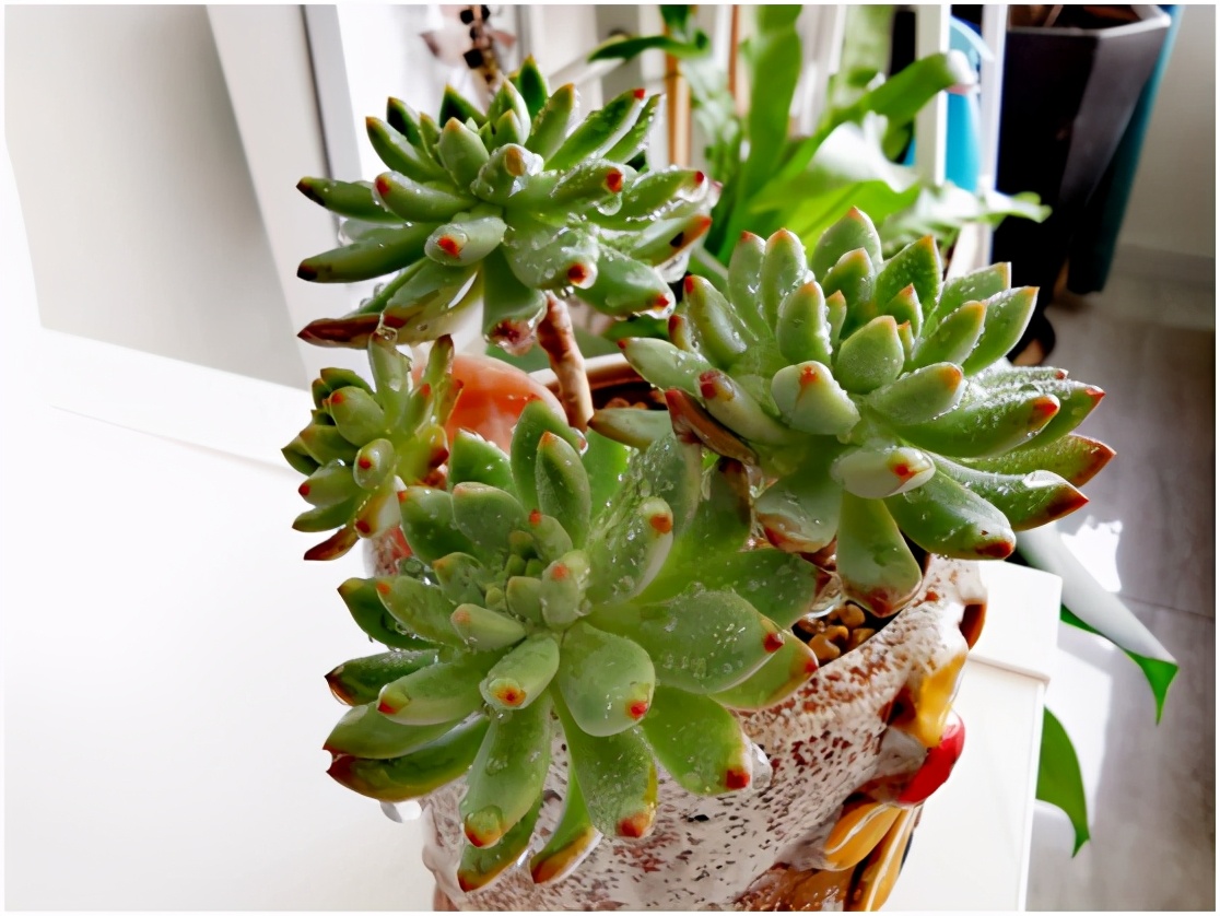 多肉虐我千百遍，我待多肉如初恋