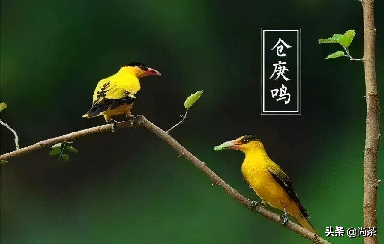 惊蛰与茶,惊蛰喝什么茶养生