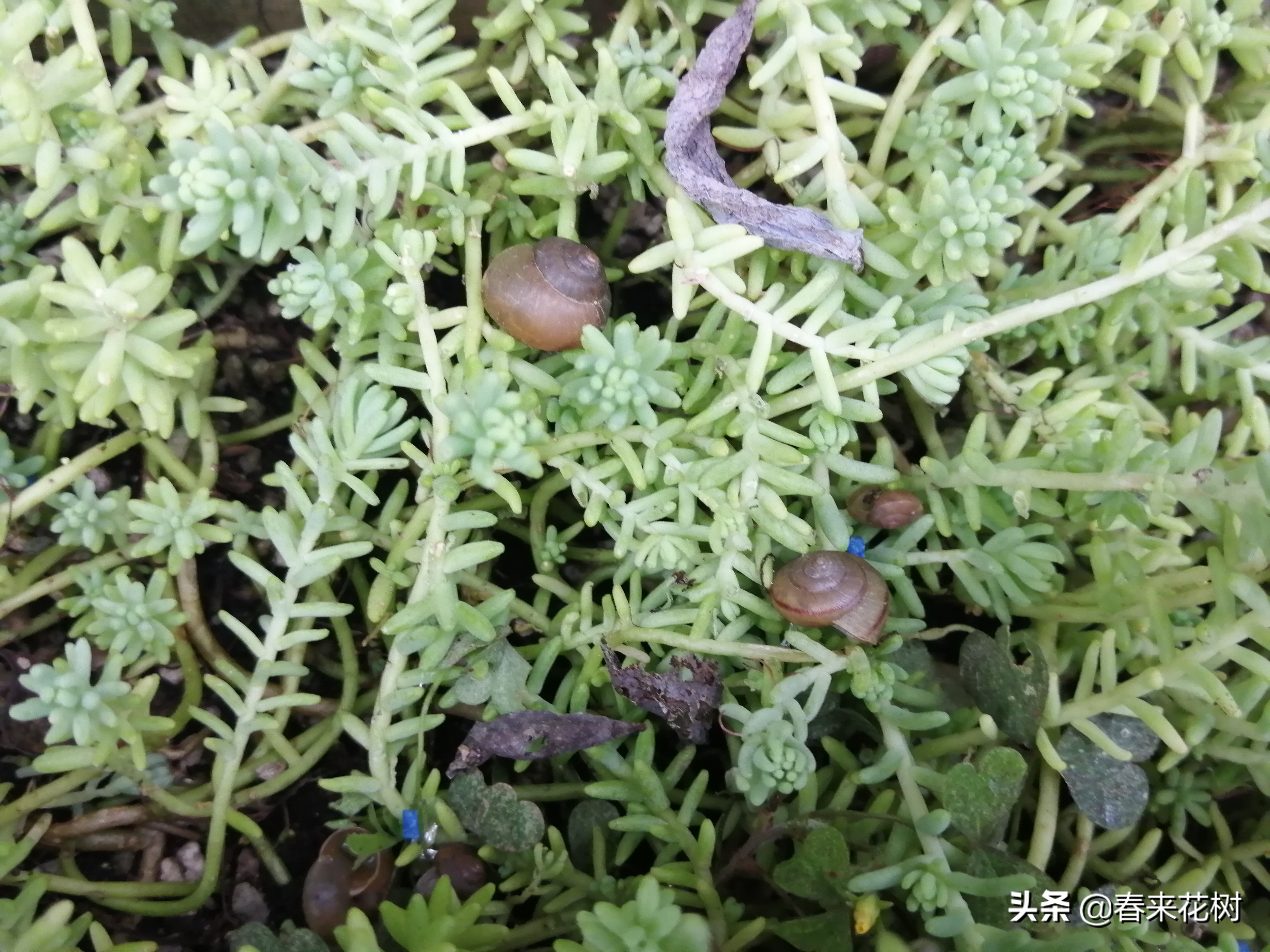 爱养花的坏处,养花防小蜗牛的方法有哪些