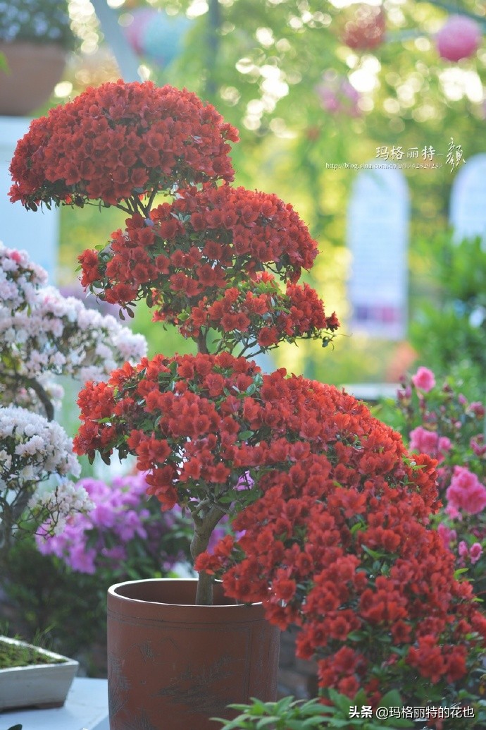 历史悠久的十大名花（海量美图），你选哪个做国花？