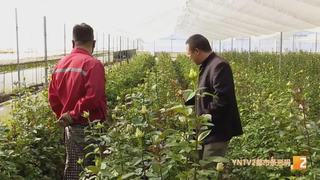 “现在收入基本上是翻了十倍！”花加以“花”为媒，助力花农走向新生活
