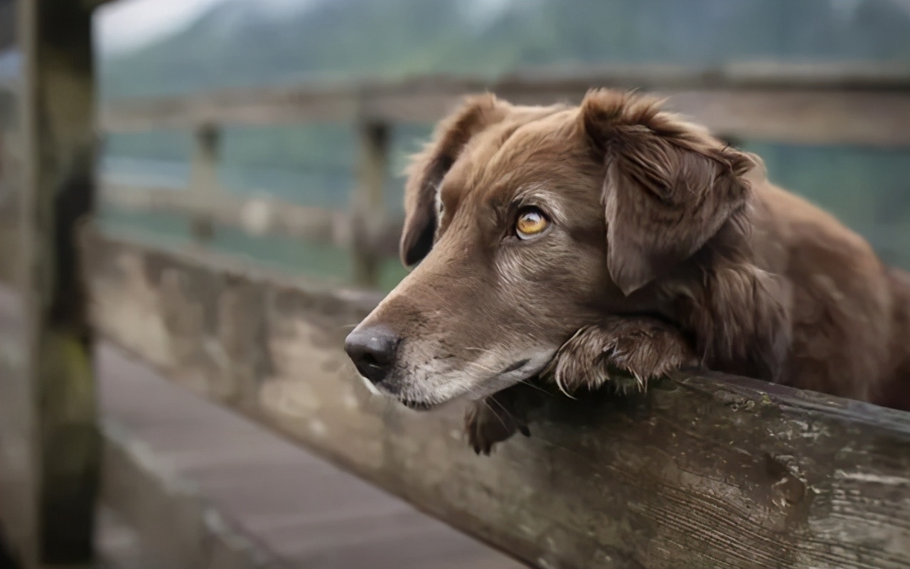 狗狗最近总是发抖是什么原因,狗狗最近经常发抖是什么原因