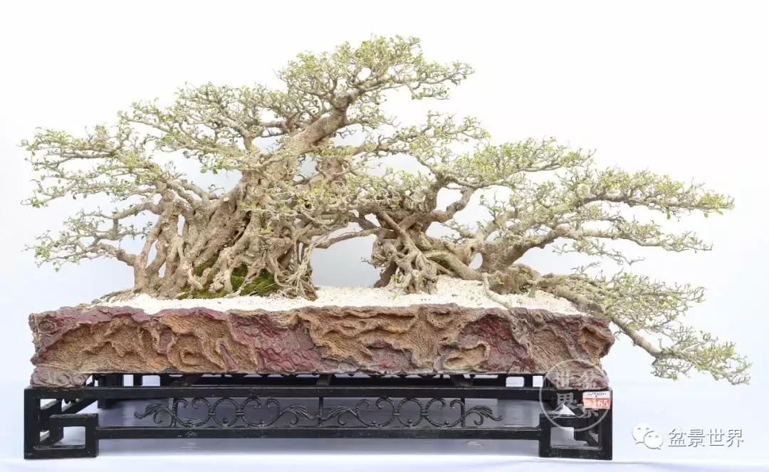 根艺盆景大全欣赏,文人根艺盆景精品大全图