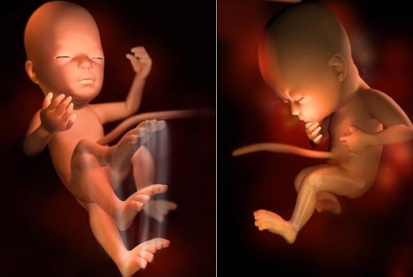 1-40周胎儿体重发育参数表,1-40周胎儿发育过程图漫画