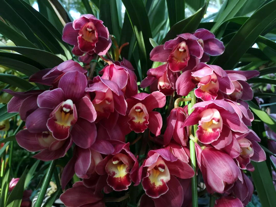 客厅电视柜适合养什么小盆栽植物,客厅电视柜上放什么植物比较好