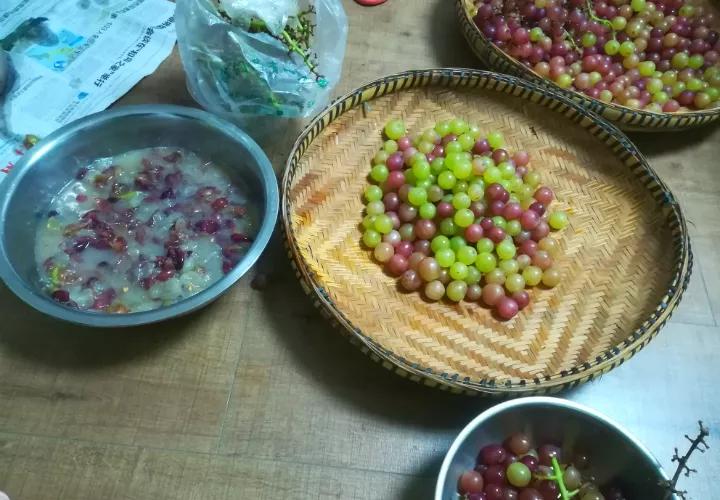 绿萝怎么打开小机关,大绿萝加入三种东西疯长